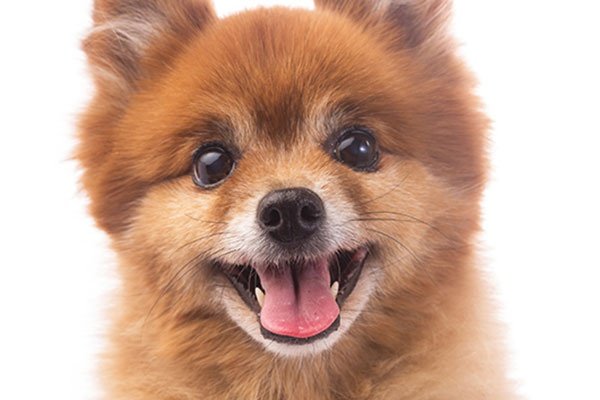Holidays with your pet villa del mar Отель бенидорме Holidays with your pet villa del mar Отель бенидорме